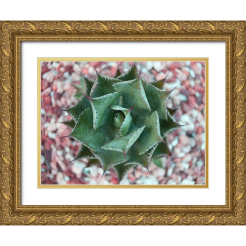 Agave Shot Gold Ornate Wood Framed Art Print with Double Matting by Bryant, Susan