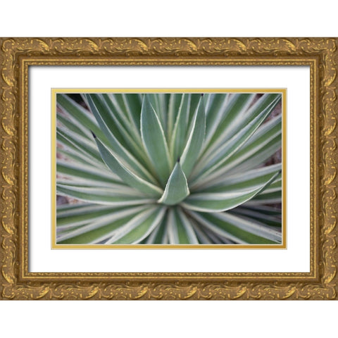 Where the Cactus Grow II Gold Ornate Wood Framed Art Print with Double Matting by Bryant, Susan