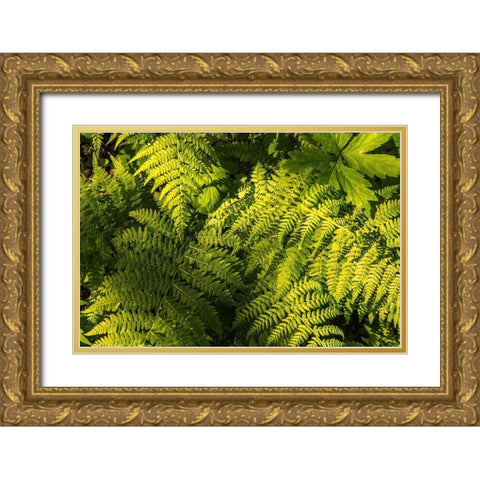 Ferns II Gold Ornate Wood Framed Art Print with Double Matting by Amos, Andy