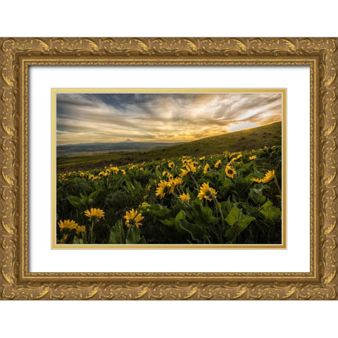 Sunflower Field Gold Ornate Wood Framed Art Print with Double Matting by Amos, Andy