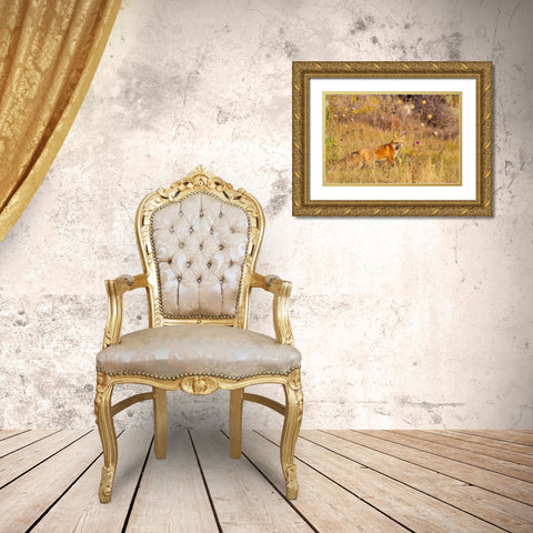 Fox Field I Gold Ornate Wood Framed Art Print with Double Matting by Mansfield, Kathy
