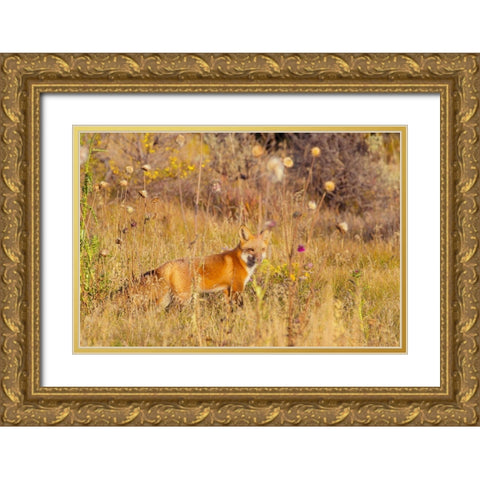 Fox Field I Gold Ornate Wood Framed Art Print with Double Matting by Mansfield, Kathy