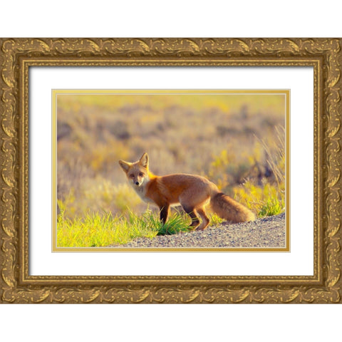 Curious Fox Gold Ornate Wood Framed Art Print with Double Matting by Mansfield, Kathy