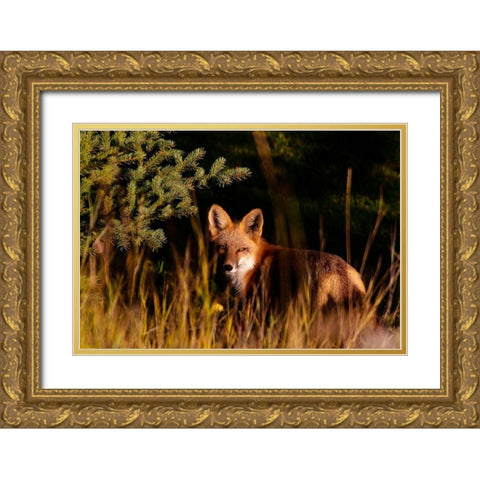 Fox Stare Gold Ornate Wood Framed Art Print with Double Matting by Mansfield, Kathy