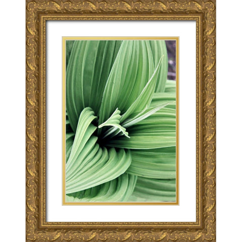 Green Leaf Blooms II Gold Ornate Wood Framed Art Print with Double Matting by Mansfield, Kathy