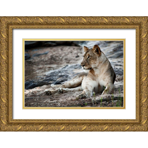 Afternoon Pose Gold Ornate Wood Framed Art Print with Double Matting by Niassa Lion Project