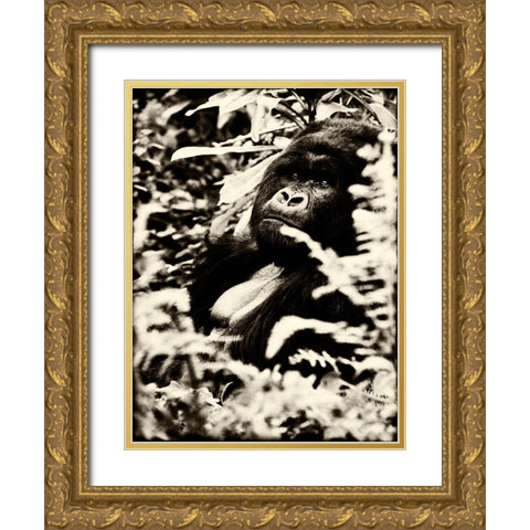 Gorilla Gold Ornate Wood Framed Art Print with Double Matting by Niassa Lion Project