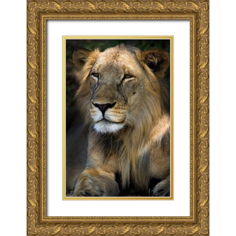 Cape Lion Gold Ornate Wood Framed Art Print with Double Matting by Niassa Lion Project