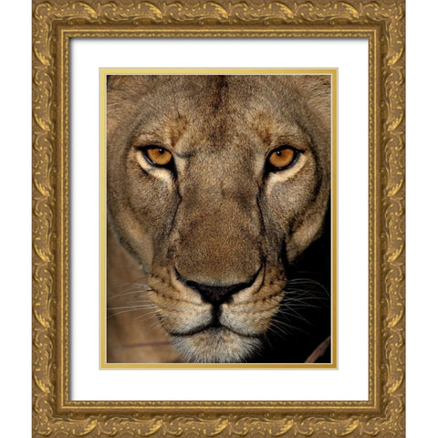 Golden Eyes Gold Ornate Wood Framed Art Print with Double Matting by Niassa Lion Project
