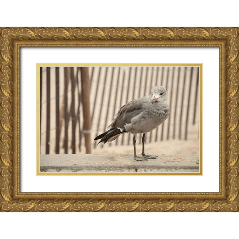 Seagull Watch Gold Ornate Wood Framed Art Print with Double Matting by Bill Carson Photography