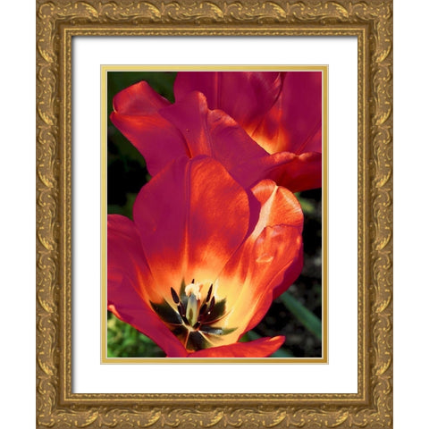 Romantic Tulips I Gold Ornate Wood Framed Art Print with Double Matting by Peck, Gail