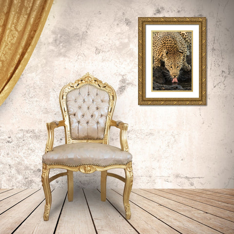 Leopard taking a Break Gold Ornate Wood Framed Art Print with Double Matting by Jimmyz