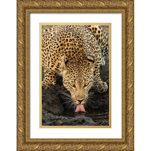 Leopard taking a Break Gold Ornate Wood Framed Art Print with Double Matting by Jimmyz