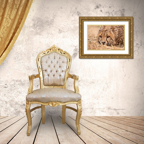 Cheetah Resting Gold Ornate Wood Framed Art Print with Double Matting by Jimmyz