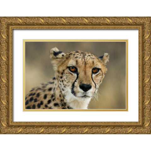 Cheetah Stare Gold Ornate Wood Framed Art Print with Double Matting by Jimmyz
