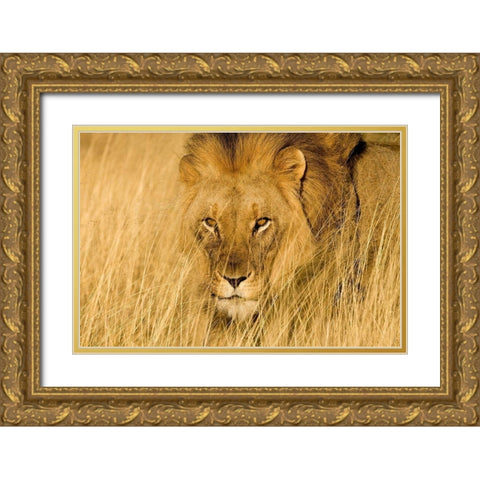 Lion Eyes Gold Ornate Wood Framed Art Print with Double Matting by Jimmyz