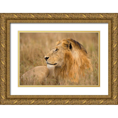 King of the Wild I Gold Ornate Wood Framed Art Print with Double Matting by Jimmyz