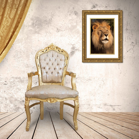 Lion at Sunset Gold Ornate Wood Framed Art Print with Double Matting by Jimmyz