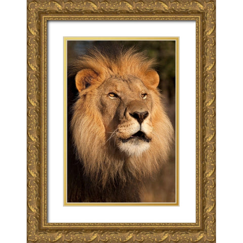 Lion at Sunset Gold Ornate Wood Framed Art Print with Double Matting by Jimmyz