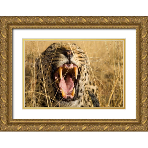 Leopard Growl Gold Ornate Wood Framed Art Print with Double Matting by Jimmyz