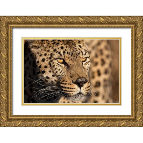 Cheetah Stare Gold Ornate Wood Framed Art Print with Double Matting by Jimmyz