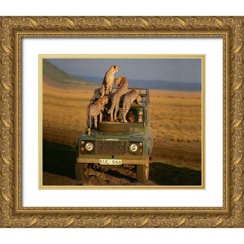 Cheetahs on Safari Gold Ornate Wood Framed Art Print with Double Matting by Jimmyz