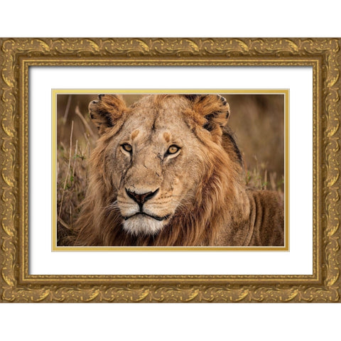King of the Wild II Gold Ornate Wood Framed Art Print with Double Matting by Jimmyz