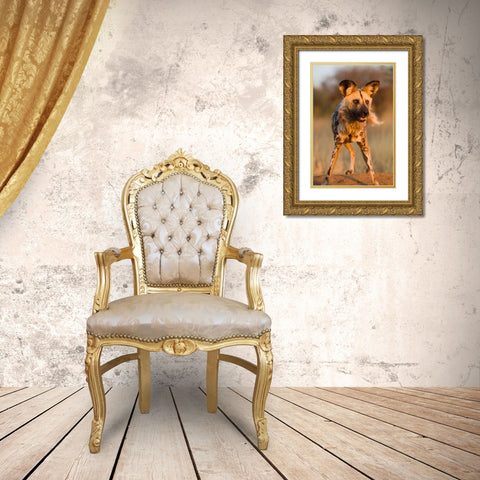 Hyena Stare Gold Ornate Wood Framed Art Print with Double Matting by Jimmyz