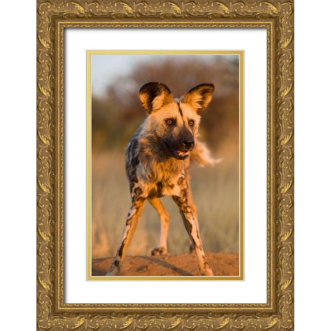 Hyena Stare Gold Ornate Wood Framed Art Print with Double Matting by Jimmyz