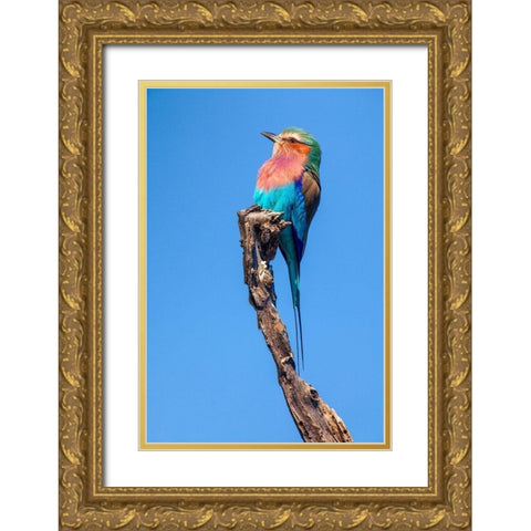 Hummingbird Sight Gold Ornate Wood Framed Art Print with Double Matting by Jimmyz