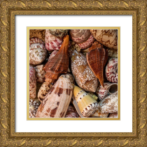 Mini Conch Shells II Gold Ornate Wood Framed Art Print with Double Matting by Amos, Andy