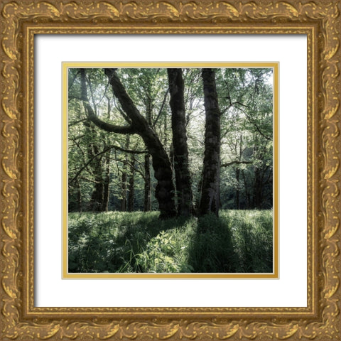 Forest Morning Gold Ornate Wood Framed Art Print with Double Matting by Amos, Andy