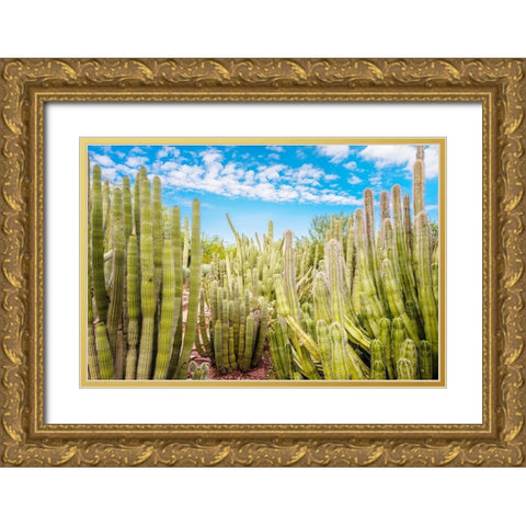 Cactus Garden Gold Ornate Wood Framed Art Print with Double Matting by Bill Carson Photography