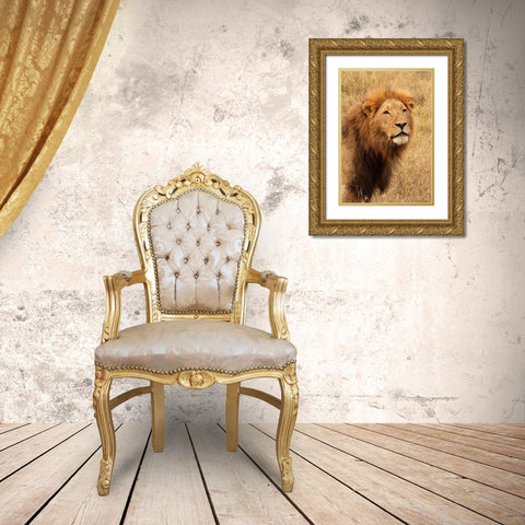 Lions Intent Stare Gold Ornate Wood Framed Art Print with Double Matting by Mansfield, Kathy