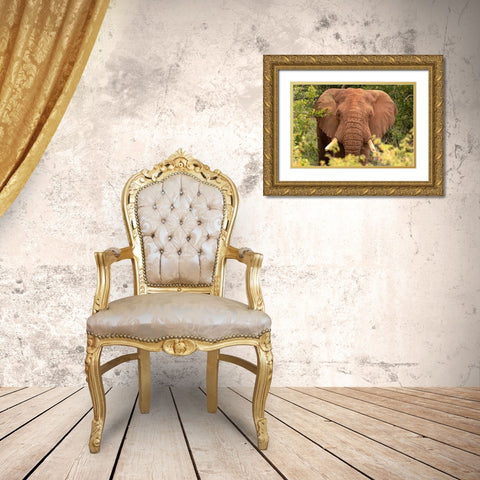 Elephant on Alert Gold Ornate Wood Framed Art Print with Double Matting by Mansfield, Kathy