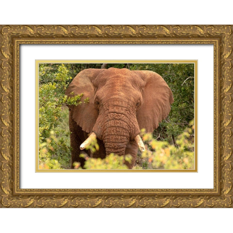 Elephant on Alert Gold Ornate Wood Framed Art Print with Double Matting by Mansfield, Kathy