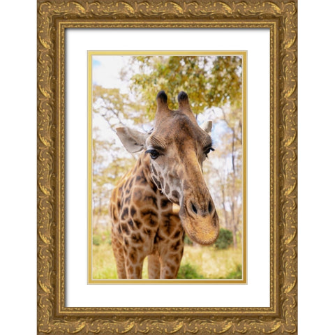 Curious Giraffe Gold Ornate Wood Framed Art Print with Double Matting by Mansfield, Kathy
