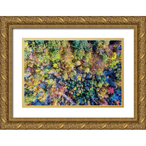 Aerial Fall Trees Gold Ornate Wood Framed Art Print with Double Matting by Veilleux, Jason