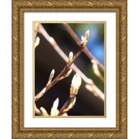 Into Nature I Gold Ornate Wood Framed Art Print with Double Matting by Hyler, JB