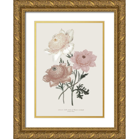 Anemone Coronaria I Gold Ornate Wood Framed Art Print with Double Matting by Piddix