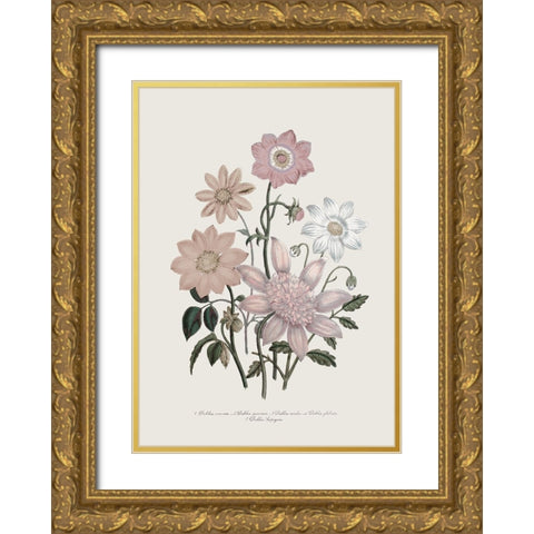 Anemone Coronaria II Gold Ornate Wood Framed Art Print with Double Matting by Piddix