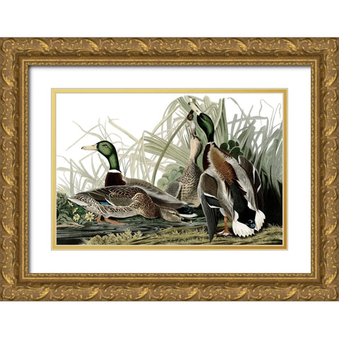 Duck Days Gold Ornate Wood Framed Art Print with Double Matting by Piddix