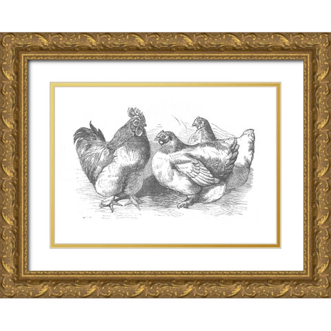 Chickens Sketch Gold Ornate Wood Framed Art Print with Double Matting by Piddix