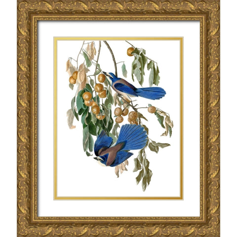 Florida Blue Jay Gold Ornate Wood Framed Art Print with Double Matting by Piddix