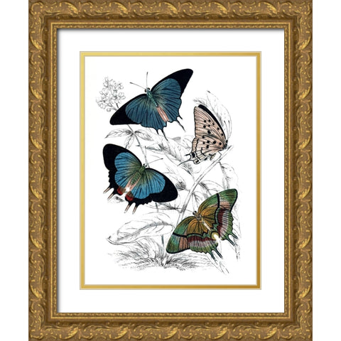 Butterfly Study I Gold Ornate Wood Framed Art Print with Double Matting by Piddix