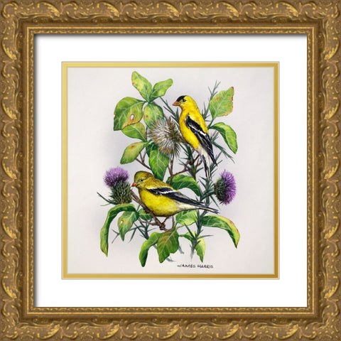 Amber Goldfinch Gold Ornate Wood Framed Art Print with Double Matting by Harris, James