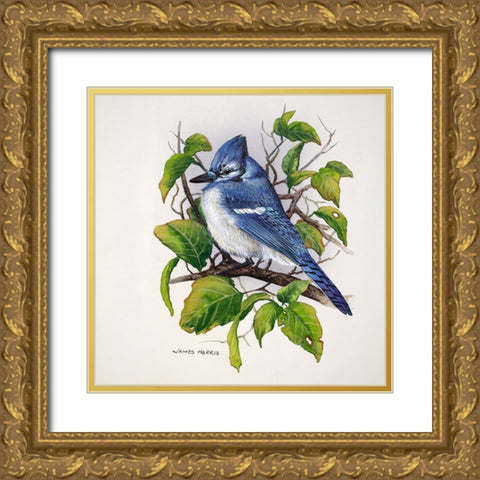 Blue Jay Gold Ornate Wood Framed Art Print with Double Matting by Harris, James