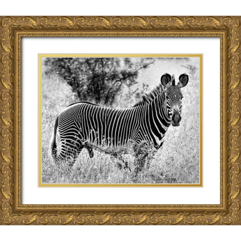 Zebra Lookout Gold Ornate Wood Framed Art Print with Double Matting by Farnsworth, Sarah