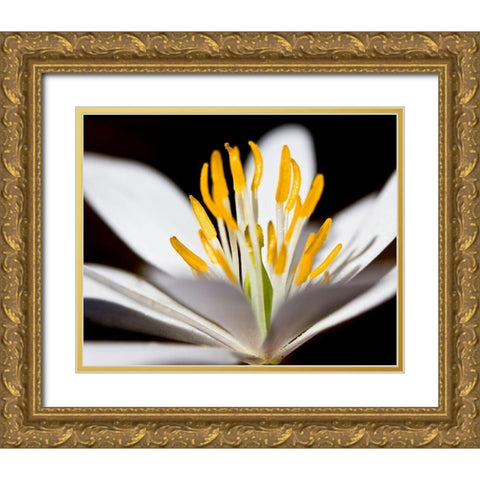 White Puccoon I Gold Ornate Wood Framed Art Print with Double Matting by Mansfield, Kathy