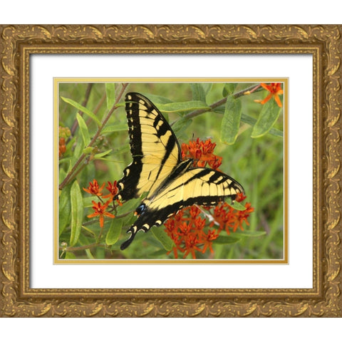 Black Yellow Butterfly II Gold Ornate Wood Framed Art Print with Double Matting by Mansfield, Kathy